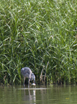 Great Blue Heron 0314